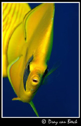 butterflyfish by Dray Van Beeck 